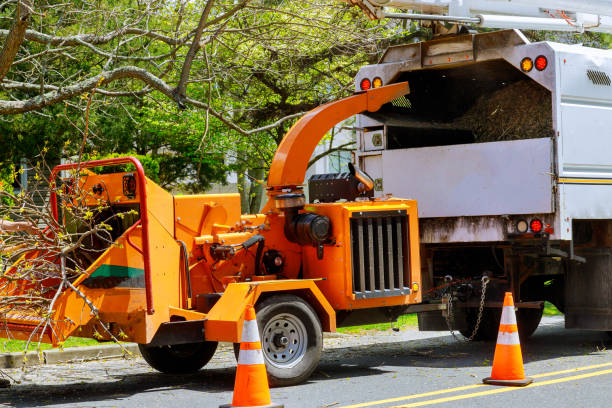 Best Tree Removal Services  in Carrabelle, FL